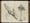 A photograph of a book opened onto a black and white engraving of a plant, which fills the entire double-page spread.