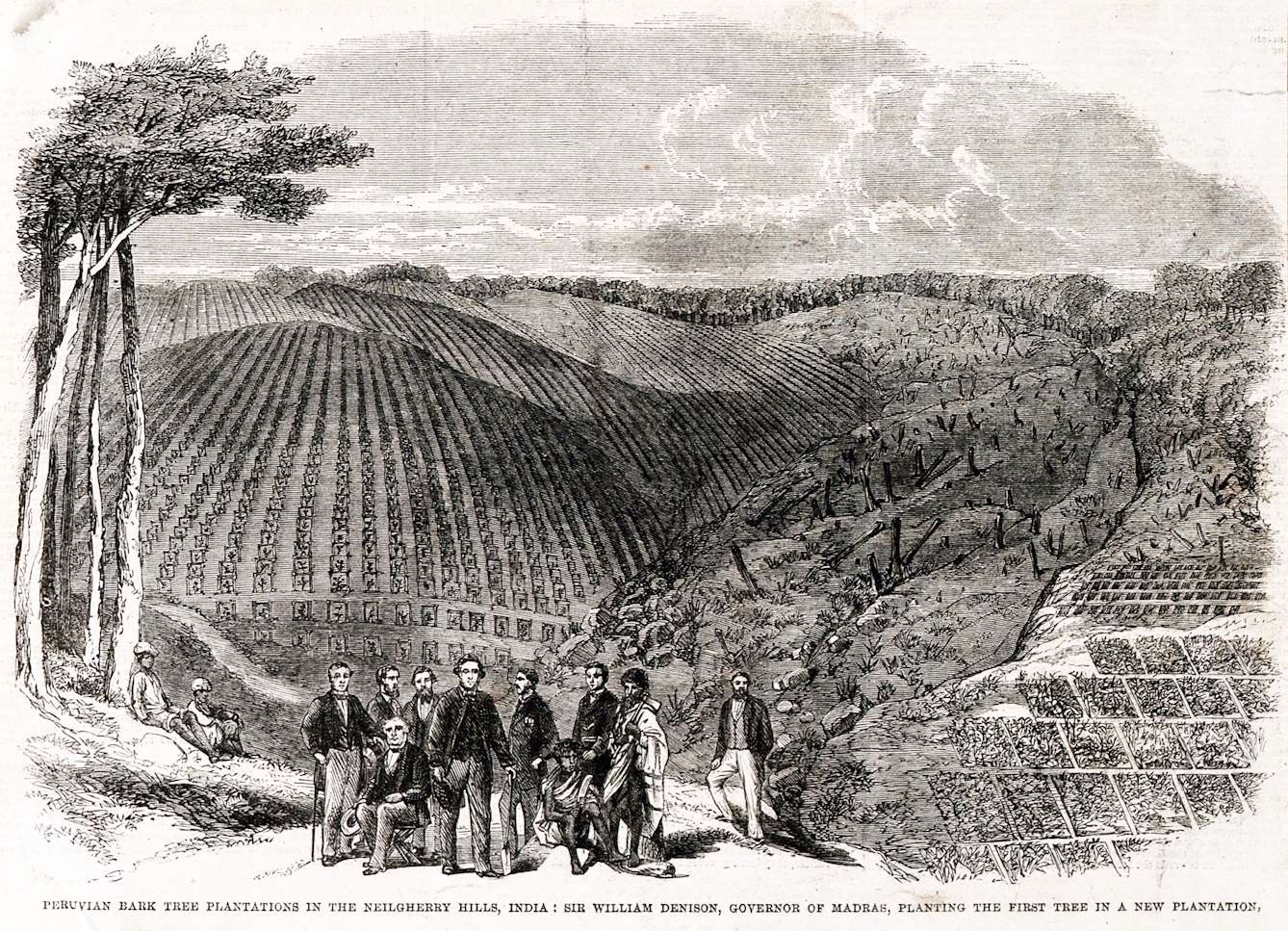 A group of European and Indian men stand and sit infront of a newly cleared area of forest, planted with young cinchona trees in a plantation in the Nilgherry Hills, India. Sir William Denison is identified as one of the group. Woodblock print, 1862.