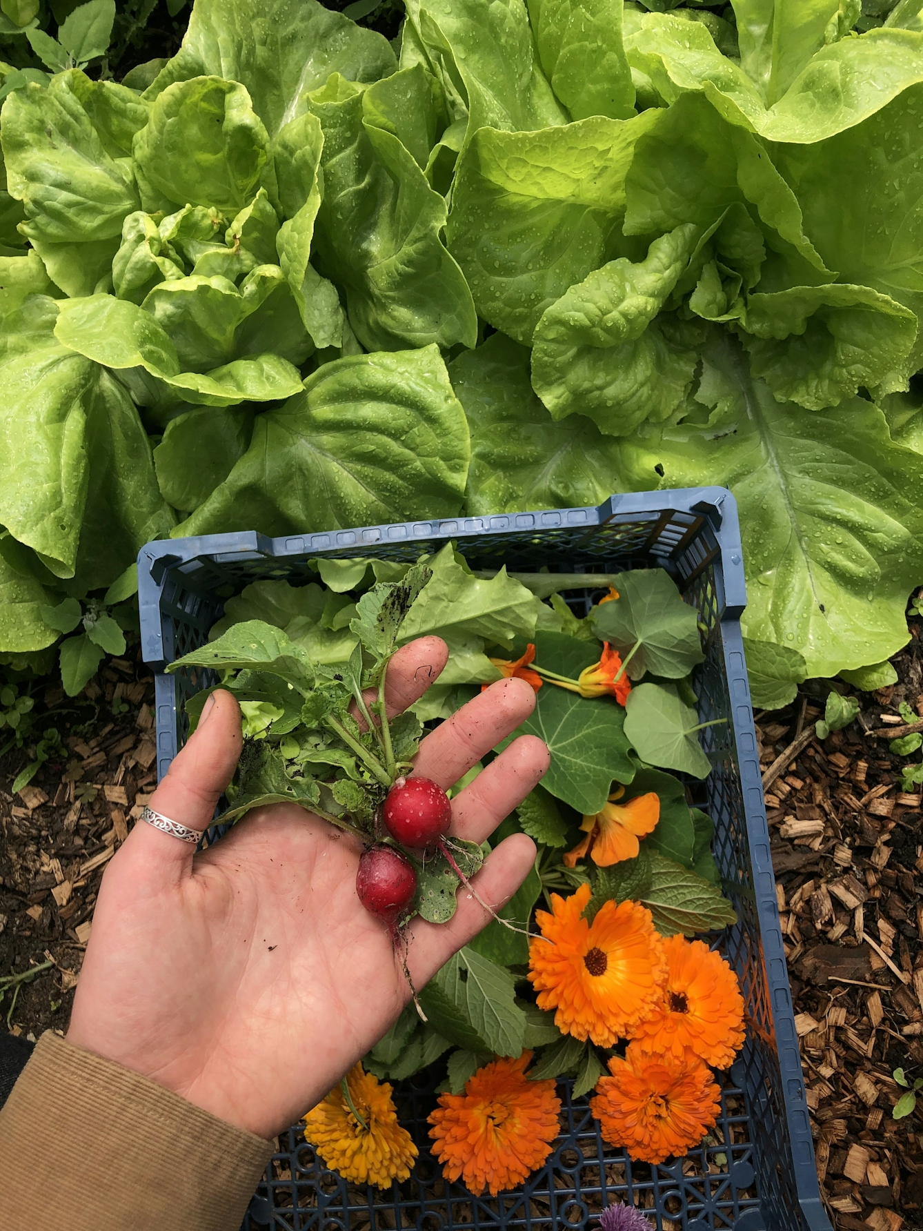 Colour photograph showing harvested radishes, nasturtiums and marigolds, with lettuces growing in the background. The flowers are in a crate; the radishes are resting in someone's open hand. The rest of the person is not in view.