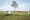 Photograph of a cut grass lawn leading to a single tree in the mid-distance. In the foreground standing evenly on the lawn are several white stone square pillars. In the far distance is a stretch of water and the shoreline . On this shoreline are three tall skyscrapers.
