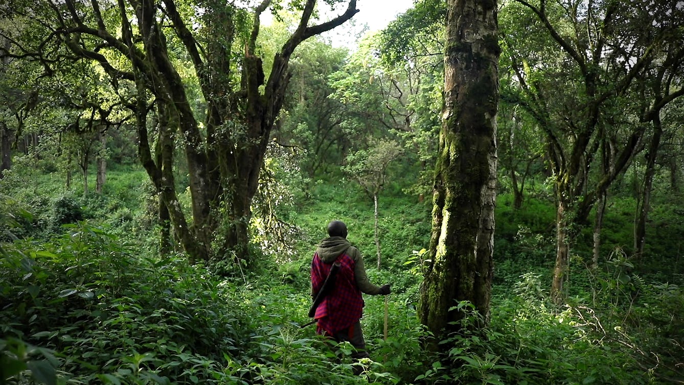 Person wearing a dark pink shawl, standing in the centre of a green forest.