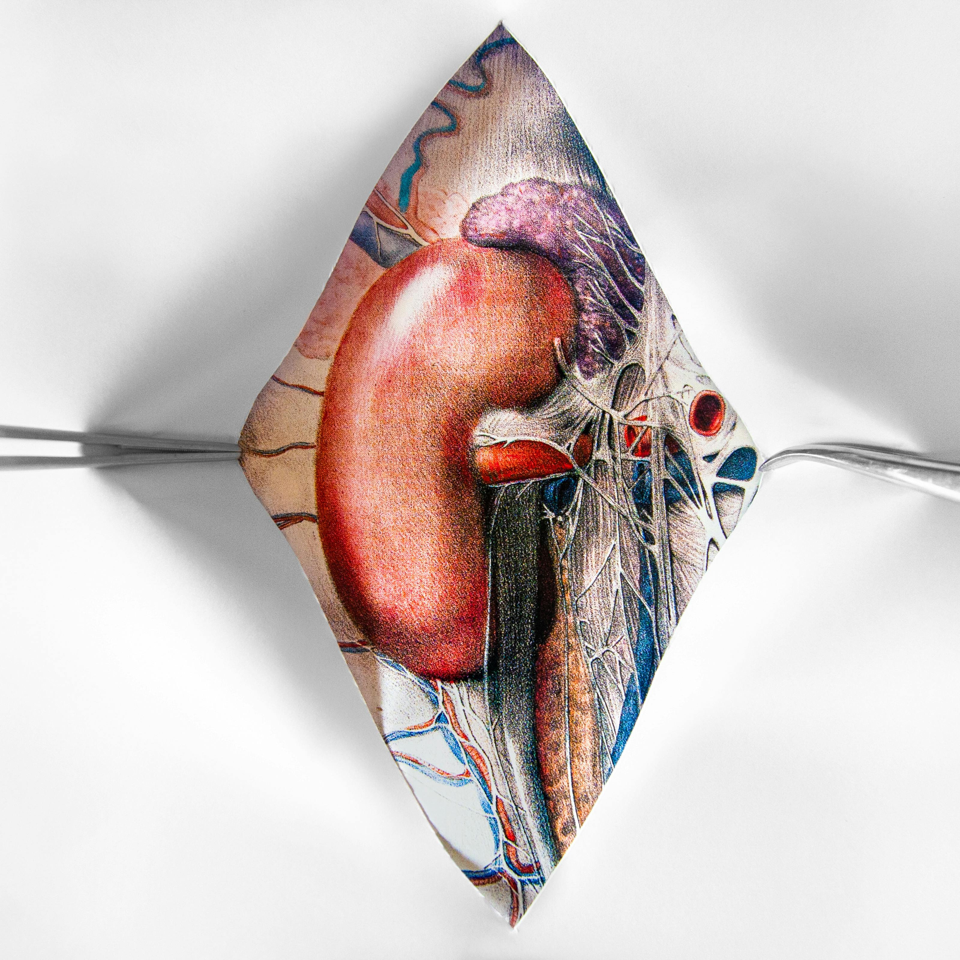 Kidney illustration by Emily Evans
