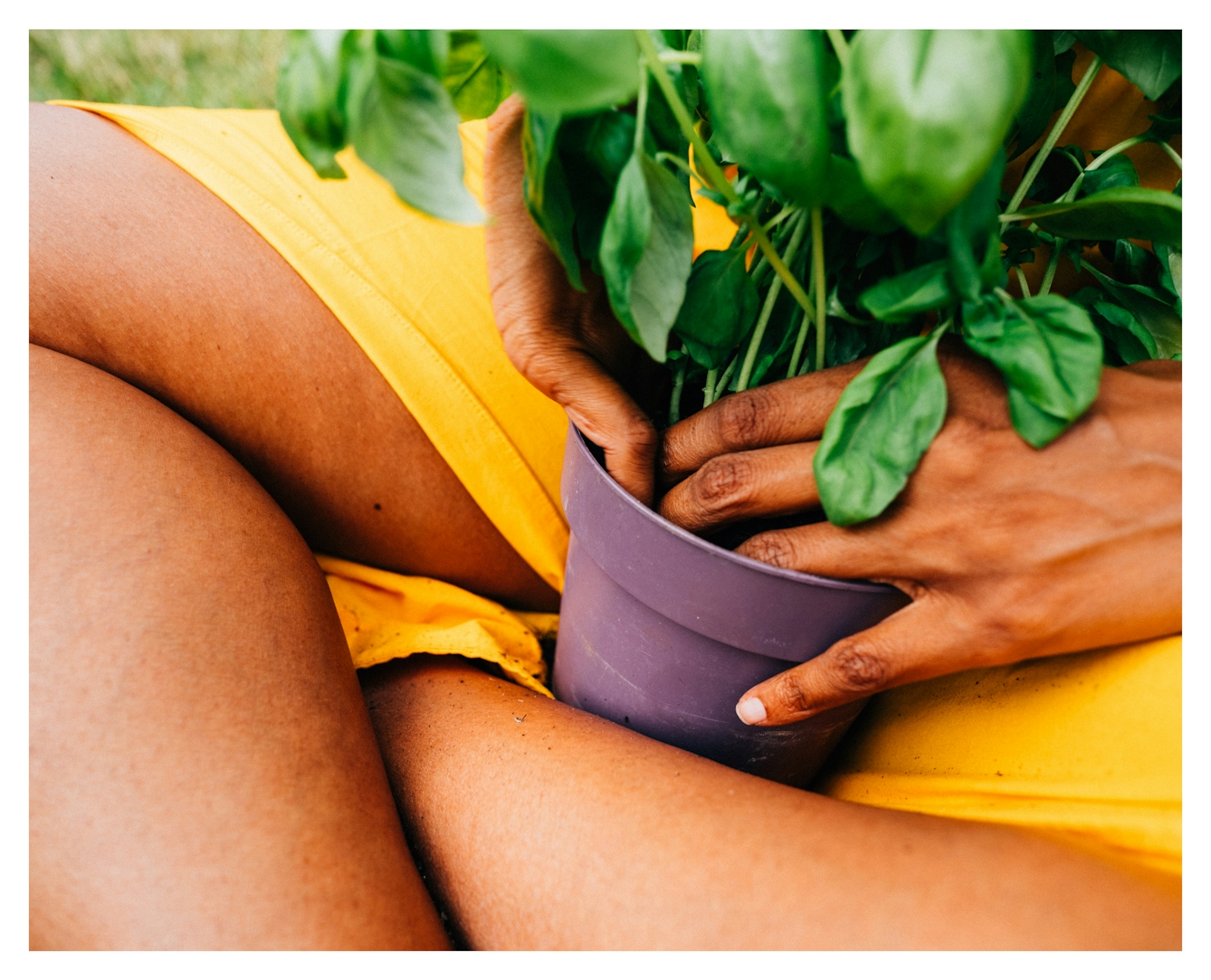 Colour close-up photoigraph of a woman sat cross-legged on grass and holding a purple plant pot with basil growing in it. Her two hands are inside the pot. She is wearing a yellow skirt. 