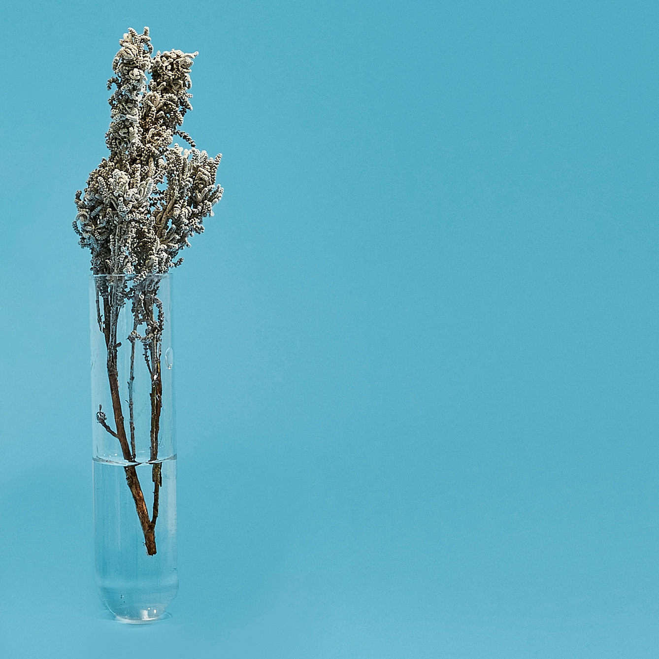 Photograph of a glass test tube on a bright blue background. The test tube has a herb in it, its stem in a small amount of water its leaves and flowers rising out of the top.