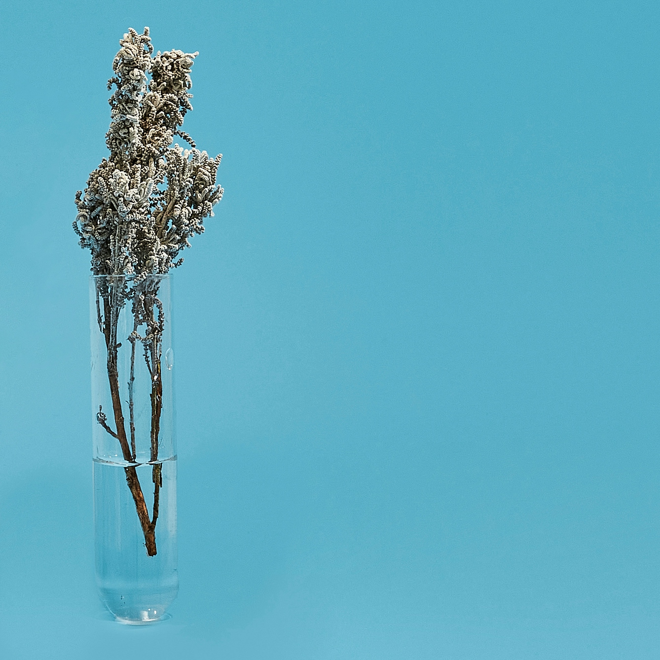 Photograph of a glass test tube on a bright blue background. The test tube has a herb in it, its stem in a small amount of water its leaves and flowers rising out of the top.