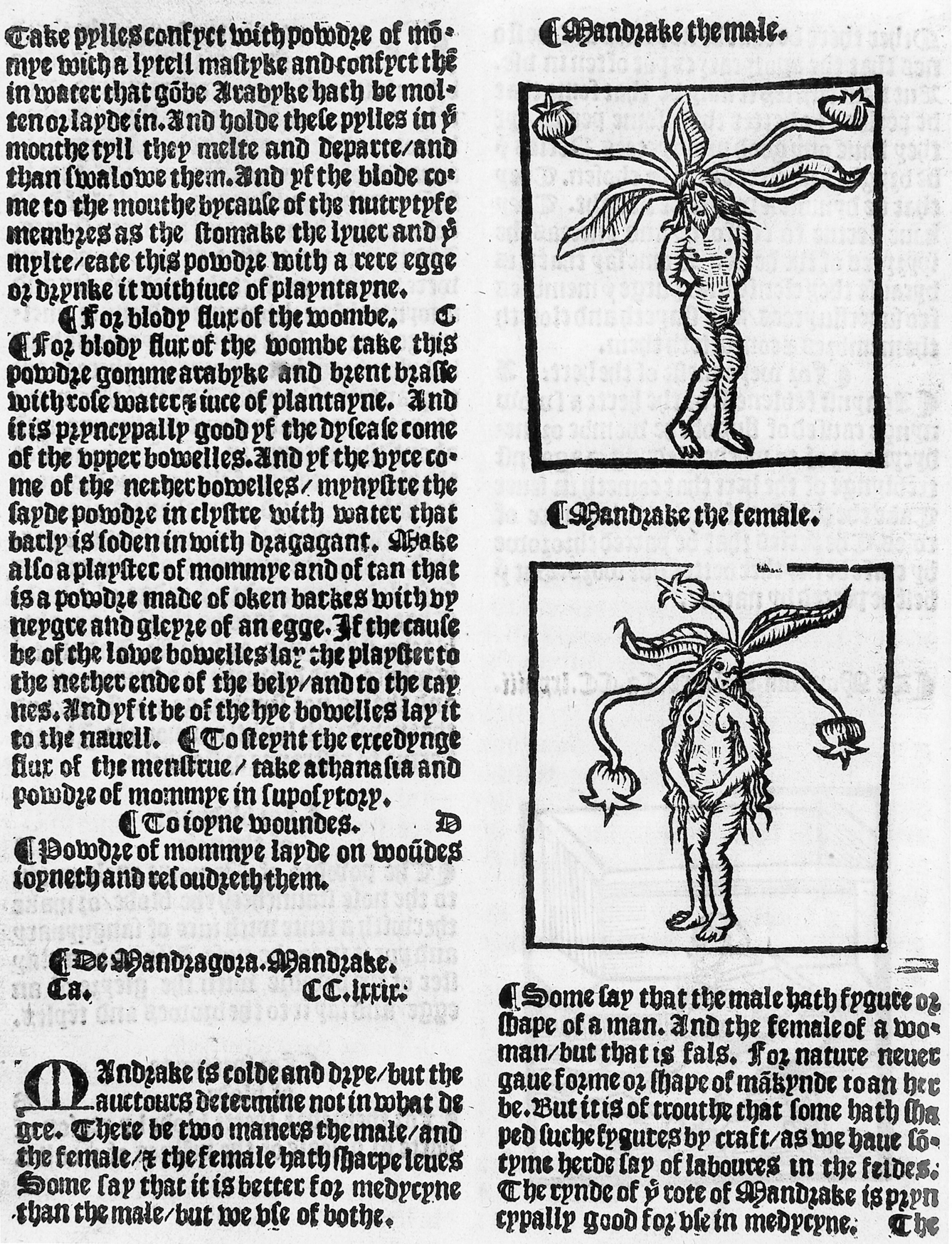 Page from a 16th century English herbal showing the male and female humanoid versions of the mandrake plant, accompanied by text in Middle English.