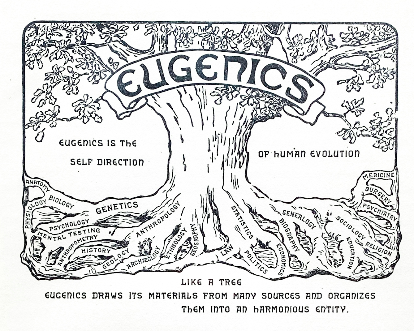 Black and white outline image of a tree labelled "Eugenics" which states that "eugenics is the self direction of human evolution" and has roots that are labelled with disciplines such as anthropology, genetics, statistics, genealogy, economics, and medicine. Below, a motto reads: “Like a tree eugenics draws its materials from many sources and organises them into an harmonious entity.”