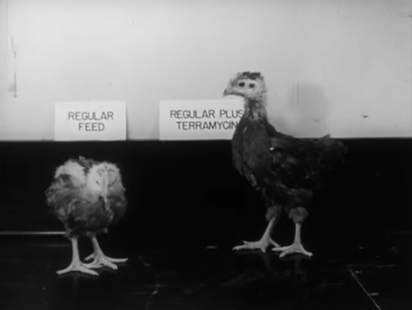 Still from black and white film featuring two chickens, one on regular feed, the other on regular plus terramycin