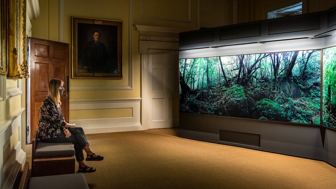 Photograph of a dark exhibition space. On the right side of the image are 2 large free-standing walls on which 2 photographic prints of large forest scenes are displayed, filling the entire walls. The prints show tall tree trunks, green leaf canopy cover and ground level ferns. To the left of the image is the ornate decor of the room within which the prints are being displayed. This room is a yellow colour with white painted wooden paneling and architrave details. On the far wall is a gilt framed oil painting portrait. To the far left is a padded bench. Sitting cross legged on the bench is a woman with long hair, a patterned blouse and dark trousers. She is wearing a grey face covering. She is looking out toward the photographic prints, arms loosely crossed in her lap.