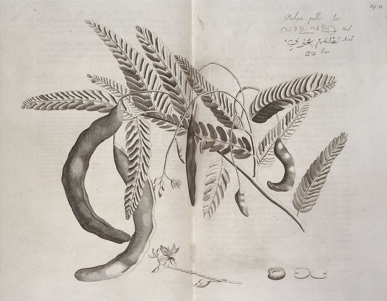 A black and white engraving of a branch with leaves and seed pods.