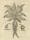 Herbal image of a Mandrake plant 1597
