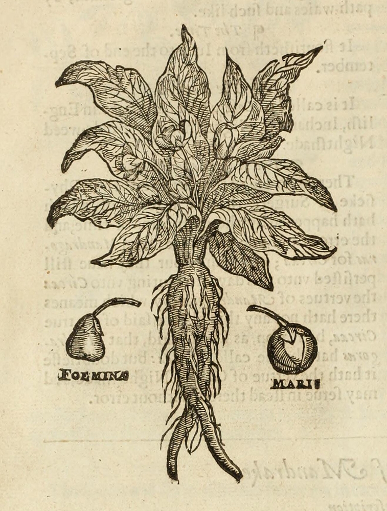 Herbal image of a Mandrake plant 1597