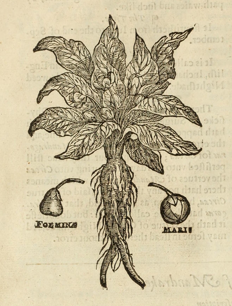 Herbal image of a Mandrake plant 1597