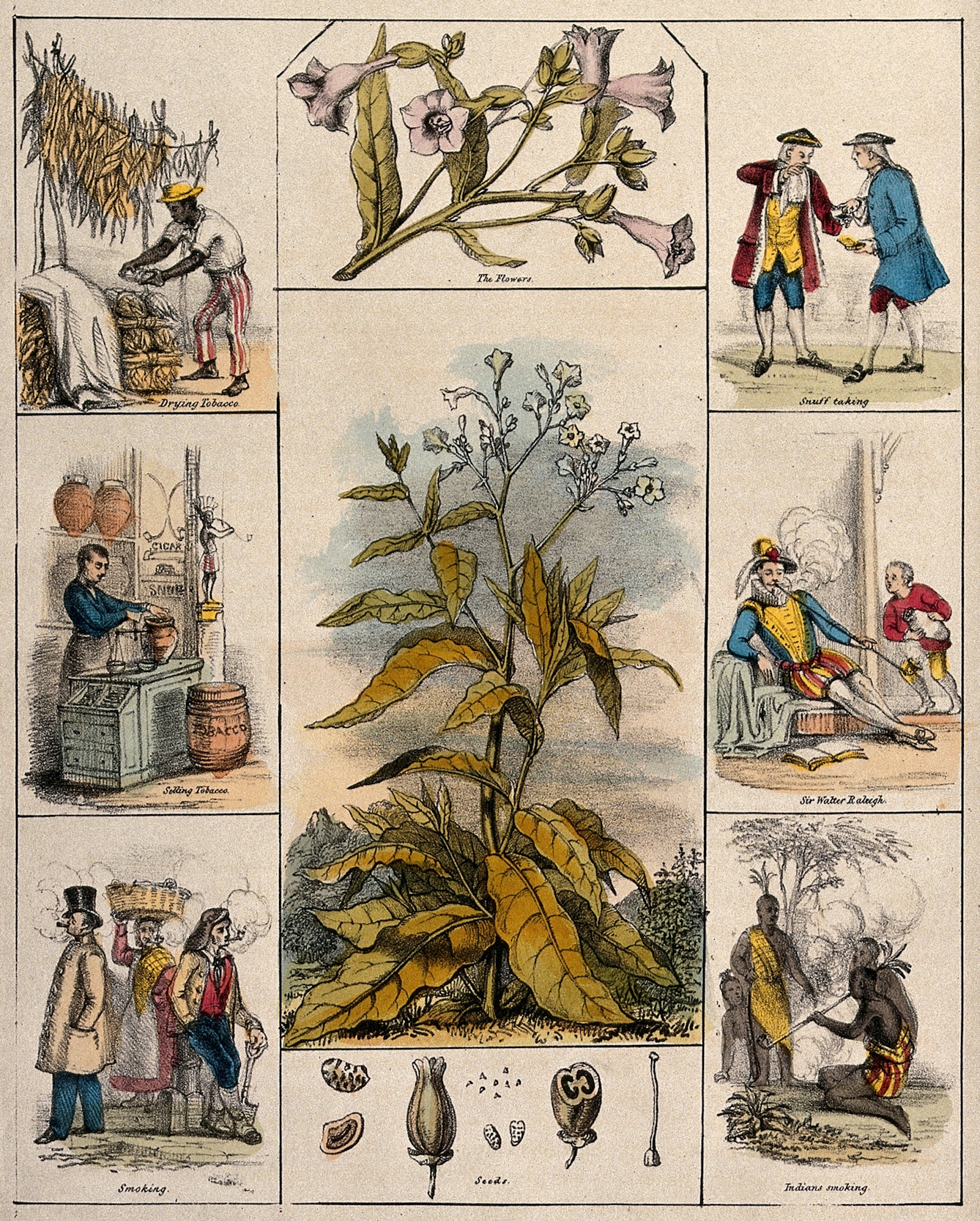 Coloured lithograph showing the tobacco plant, the flowers, seeds, drying tobacco, selling tobacco, smoking, snuff taking, Sir Walter Raleigh, Indians smoking