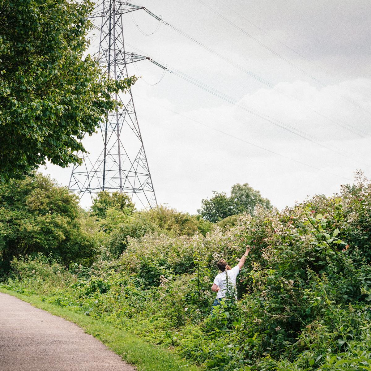 Photograph of a man wearing a white t-shirt in a landscape of trees and wild bushes. A sealed footpath snakes trough the scene and in the distance the overcast skyline is dominated by a large electricity pylon. The man is located in the overgrown verge, reaching up to pick flowers.