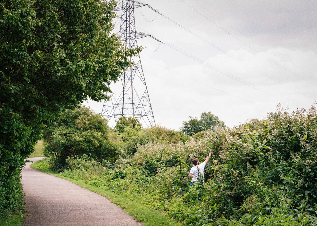 Photograph of a man wearing a white t-shirt in a landscape of trees and wild bushes. A sealed footpath snakes trough the scene and in the distance the overcast skyline is dominated by a large electricity pylon. The man is located in the overgrown verge, reaching up to pick flowers.