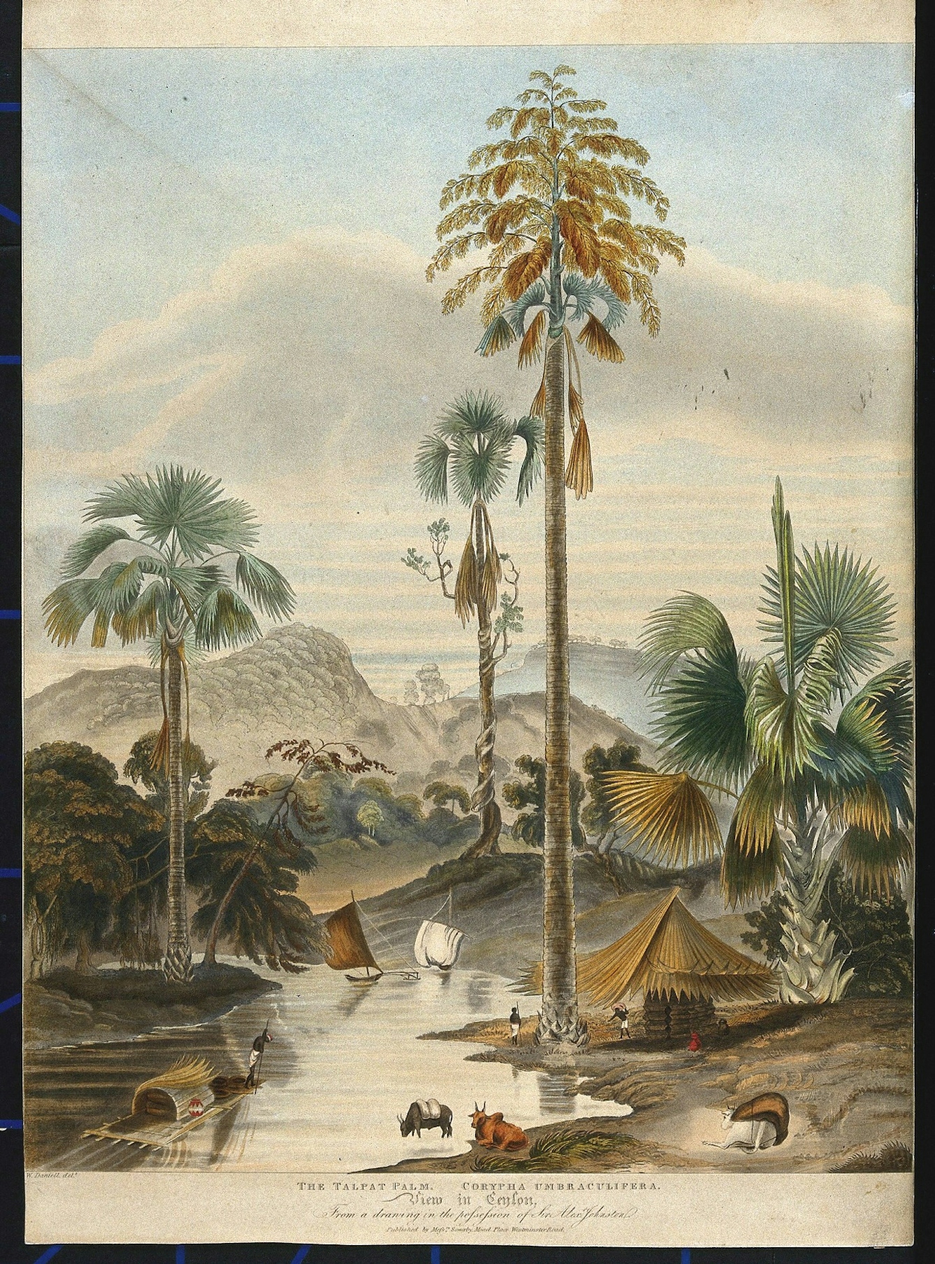 Colour print of the talipot palm (Corypha umbraculifera) growing by a lakeside in Sri Lanka