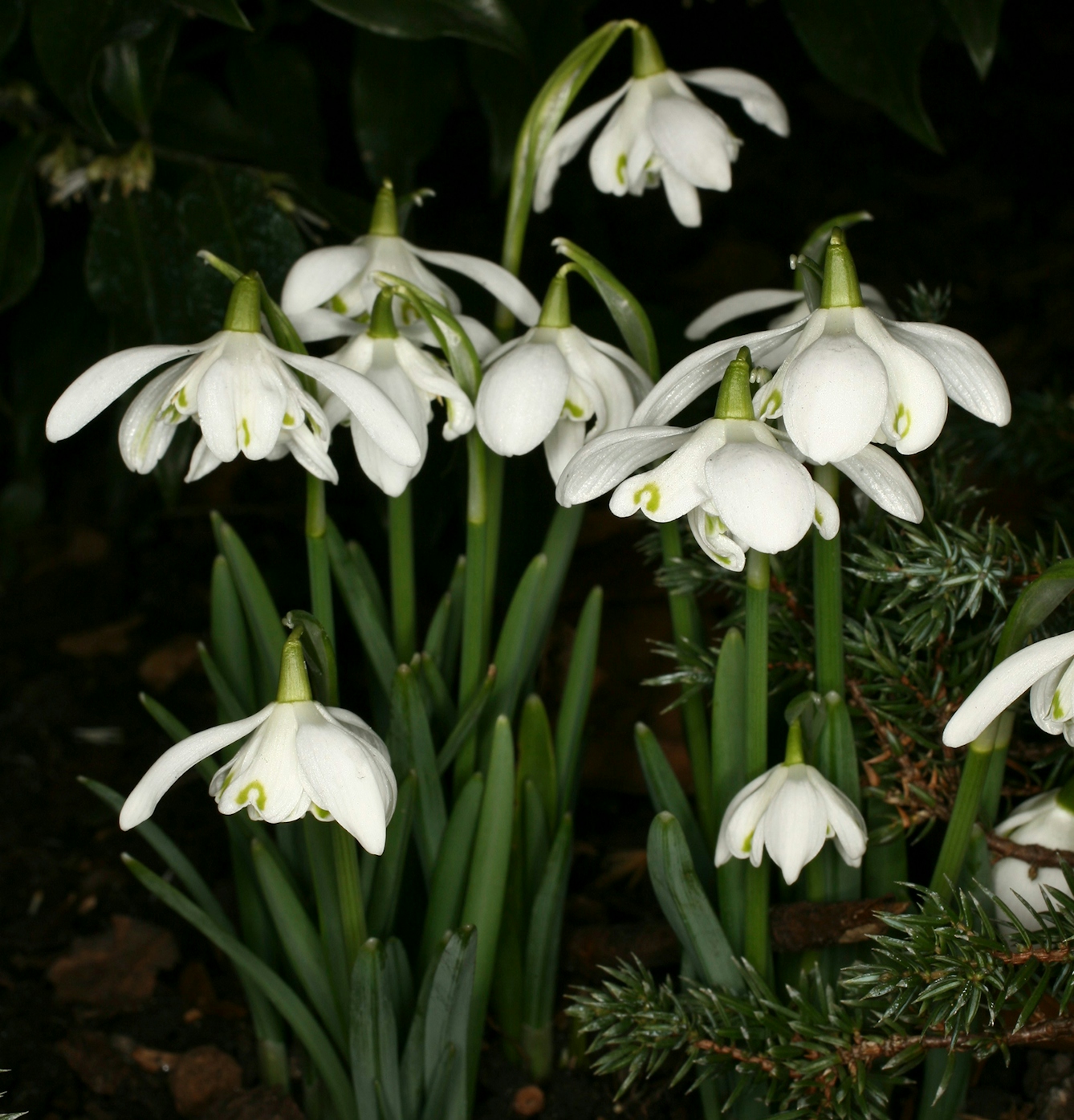 Colour, close-up photograph of a small clump of snowdrops in flower.