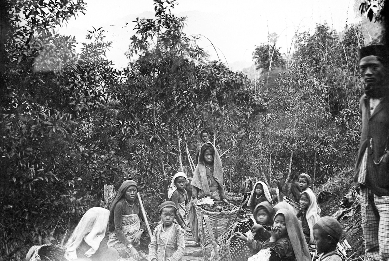 A group of Indian men, whomen and children with baskets of cinchona bark collected from the trees behind them. Black and white photograph, early 20th century.