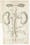 Illustration of the kidneys, 1696.