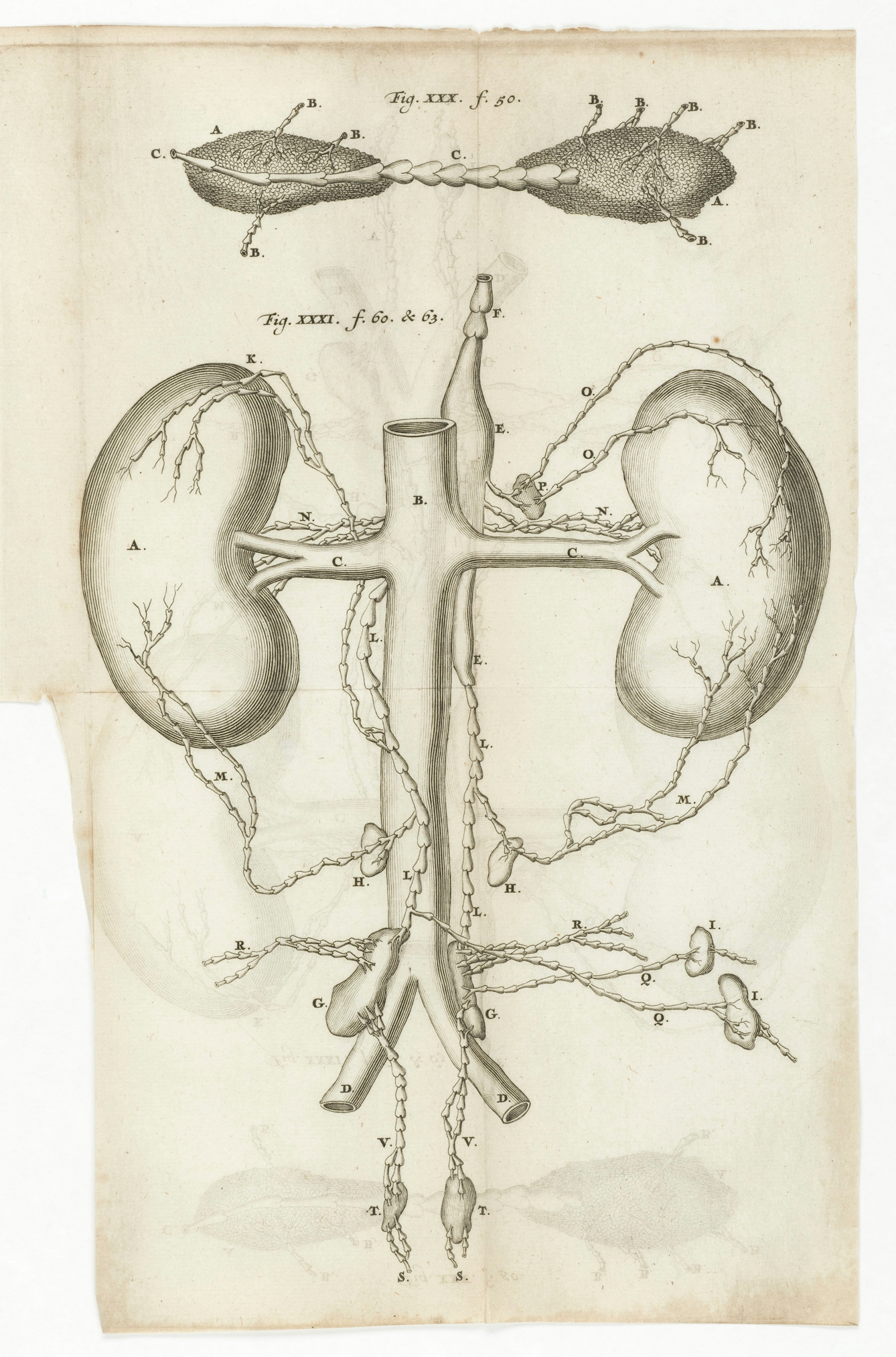 Illustration of the kidneys, 1696.
