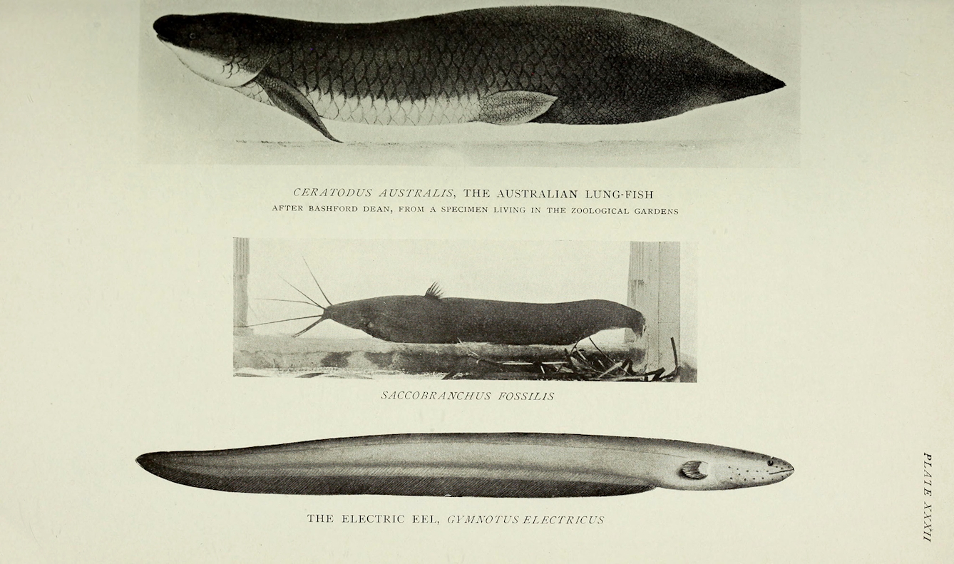 Reptiles, amphibia, fishes and lower chordata, by Richard Lydekker.