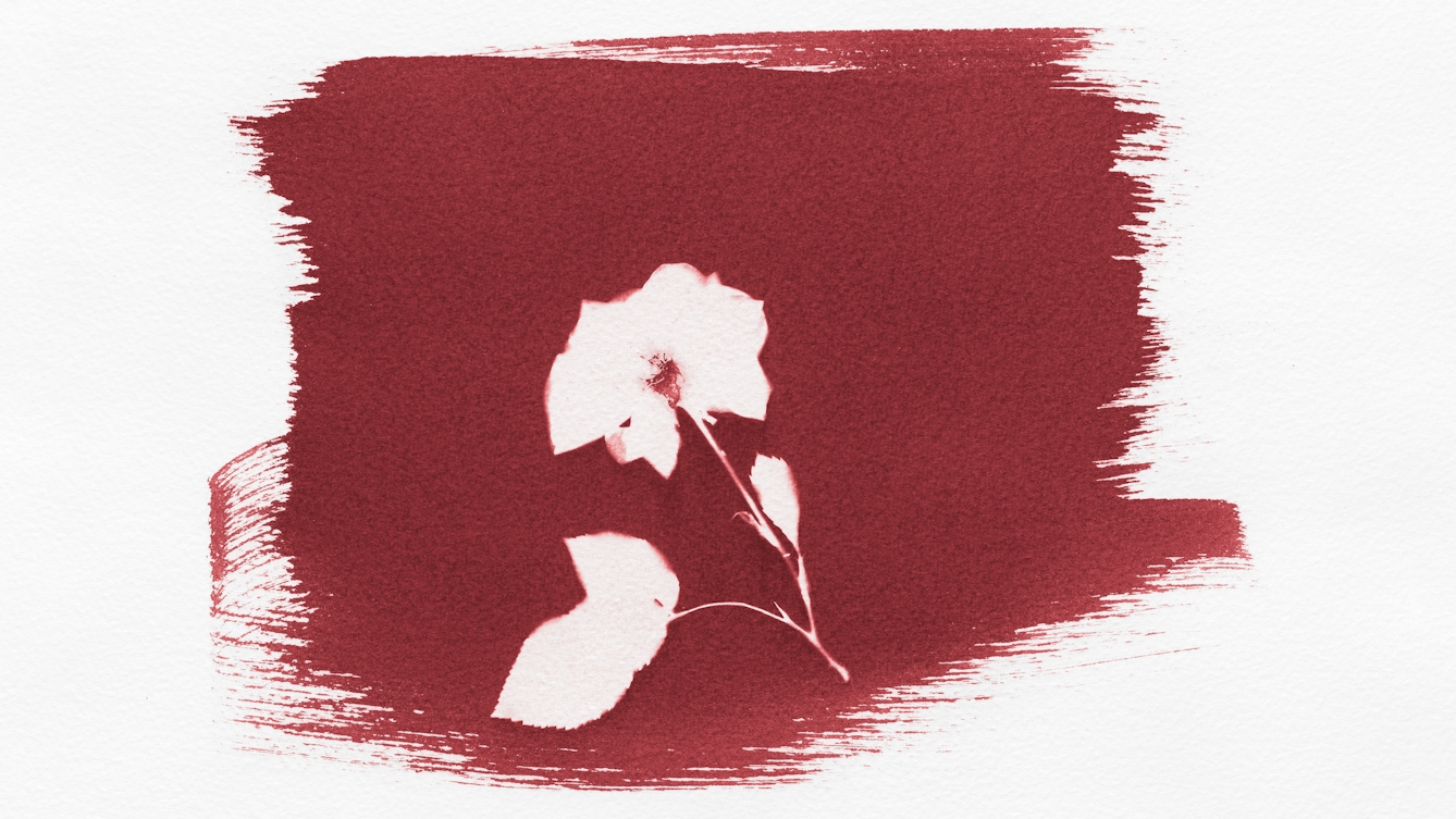 Photograph of a red toned photogram. The light sensitive emulsion has been roughly spread onto the textured watercolour paper leaving brush marks around the edge. In the centre of the red colour of the emulsion is the white silhouette of a small flower showing its leaves, stem and petals.