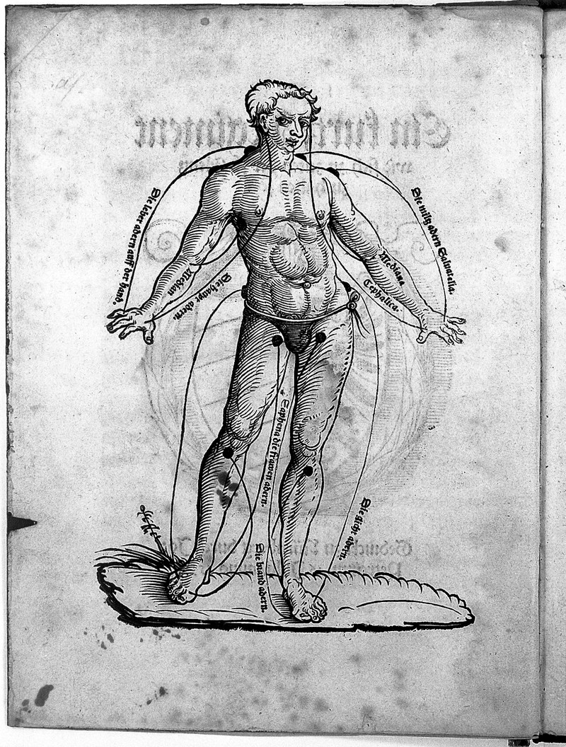 Image of old print diagram of a man with curved lines pointing to different parts of his body, indicating where to operate for bloodletting.