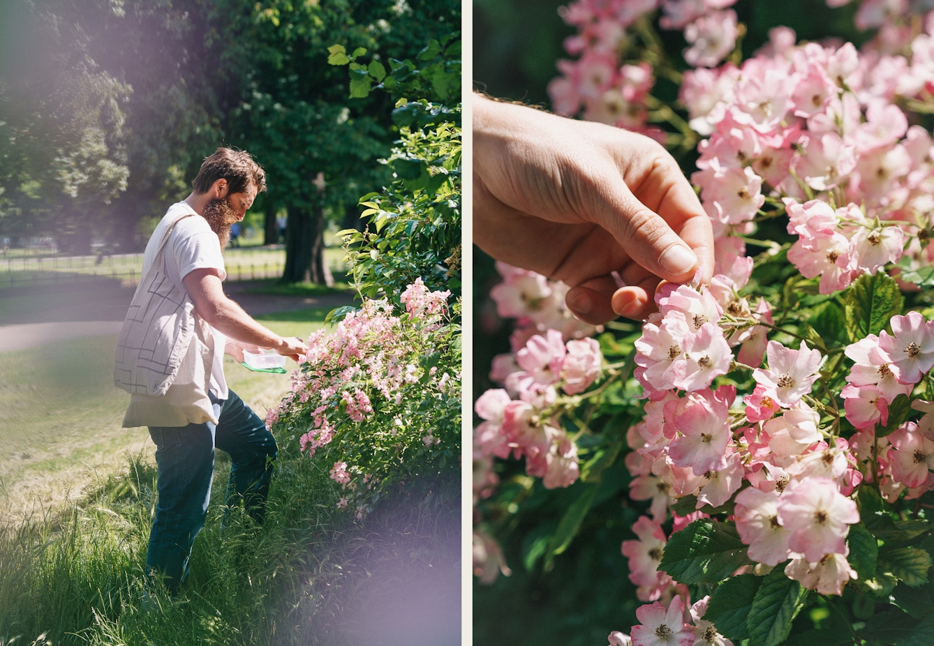 Photographic diptych. The image on the left shows a bearded man wearing jeans and a white t-shirt in an urban park picking pink rose petals from a rose bush. In his had he holds a Tupperware collecting box and he has several tote bags over his shoulder. The sun is bright and he is framed by a couple of out-of-focus flowers. The image on the right shows a close-up of a man's hand gently holding the petal of a pink rose head. The frame is full of other pink rose heads and green stalks.