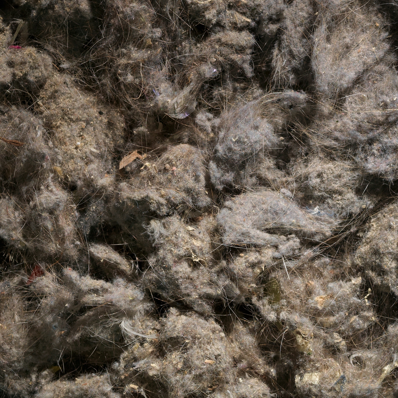 Photograph of a close up of the contents of a vacuum cleaner bag, showing dust, human hairs and other pieces of dirt.