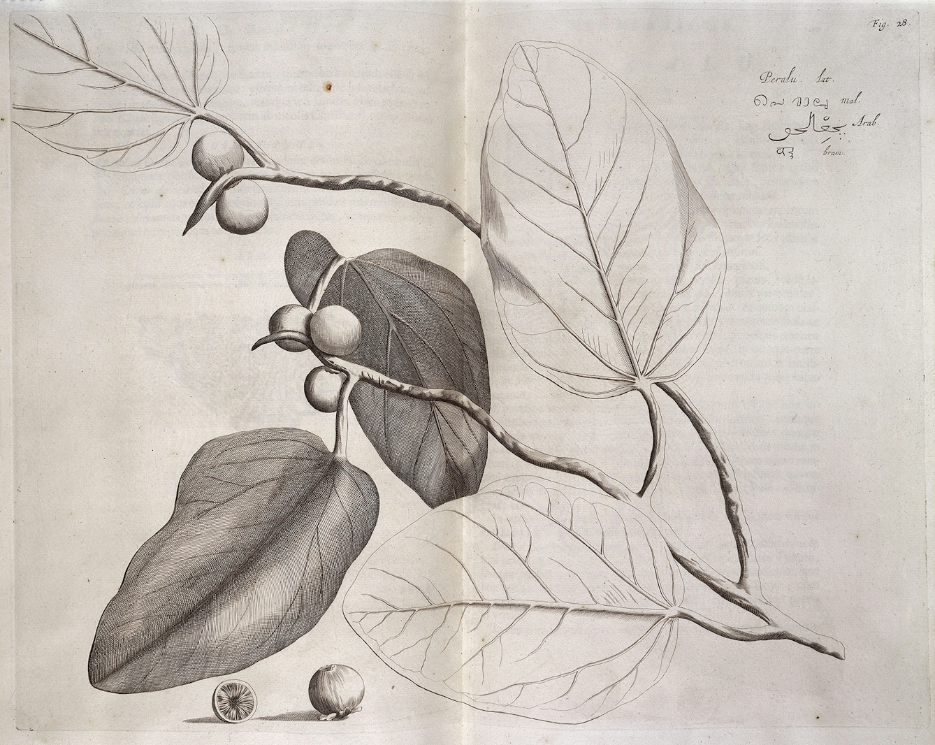 A black and white engraving of a branch with leaves and fruit.