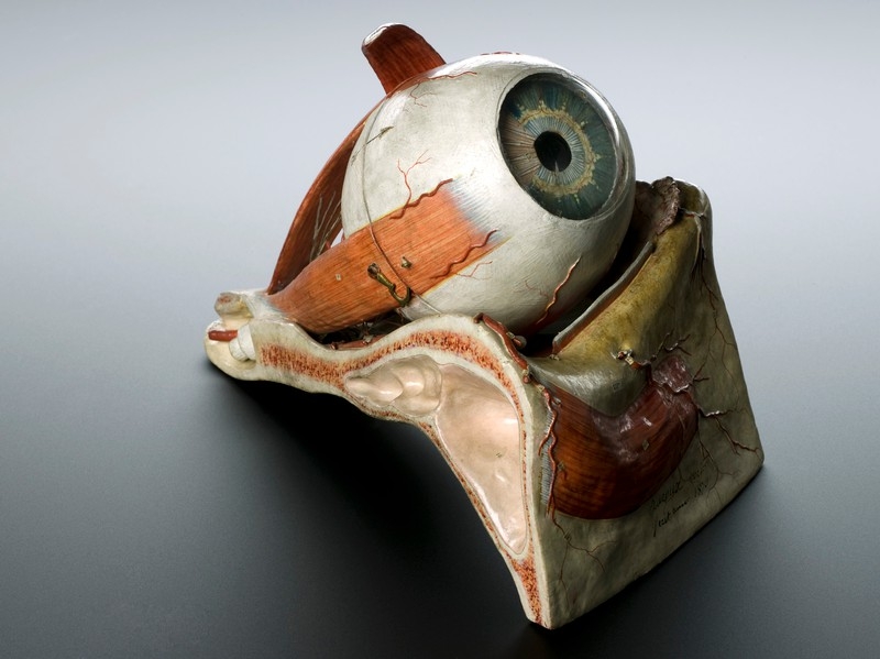 Image of anatomical model of the eye