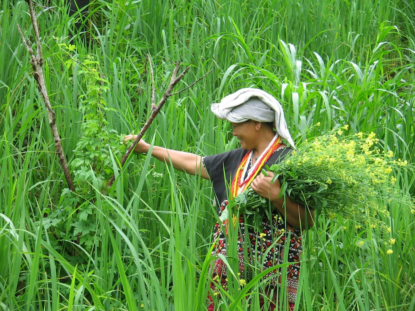 A photograph of a Thai women harvesting crops. They are wearing colourful clothes with yellow and red patterns, holding bunches of plants with small yellow flowers and standing against a background of lush green leaves.