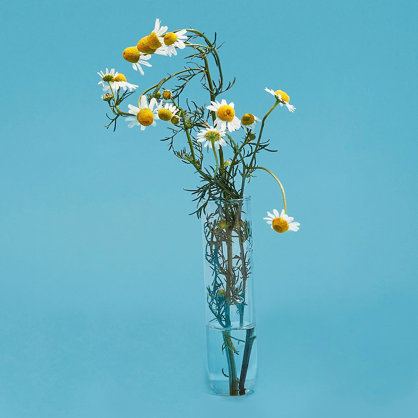 Photograph of a glass test tube on a bright blue background. The test tube has a herb in it, its stem in a small amount of water its leaves and flowers rising out of the top.