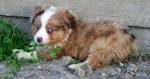 Miniature Australian Shepherds