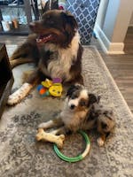 Miniature Australian Shepherds