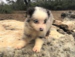 mini toy australian shepherd aussie