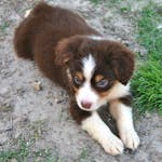 Miniature Australian Shepherds