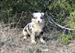 mini toy australian shepherd aussie