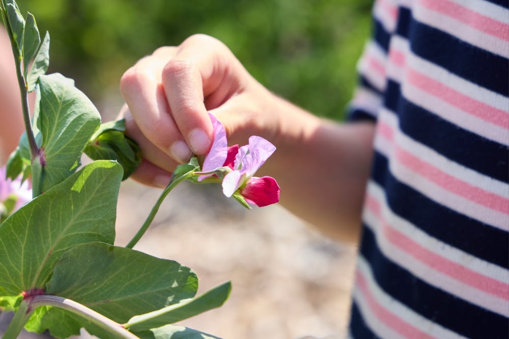 Tuinderij kapucijner.jpg