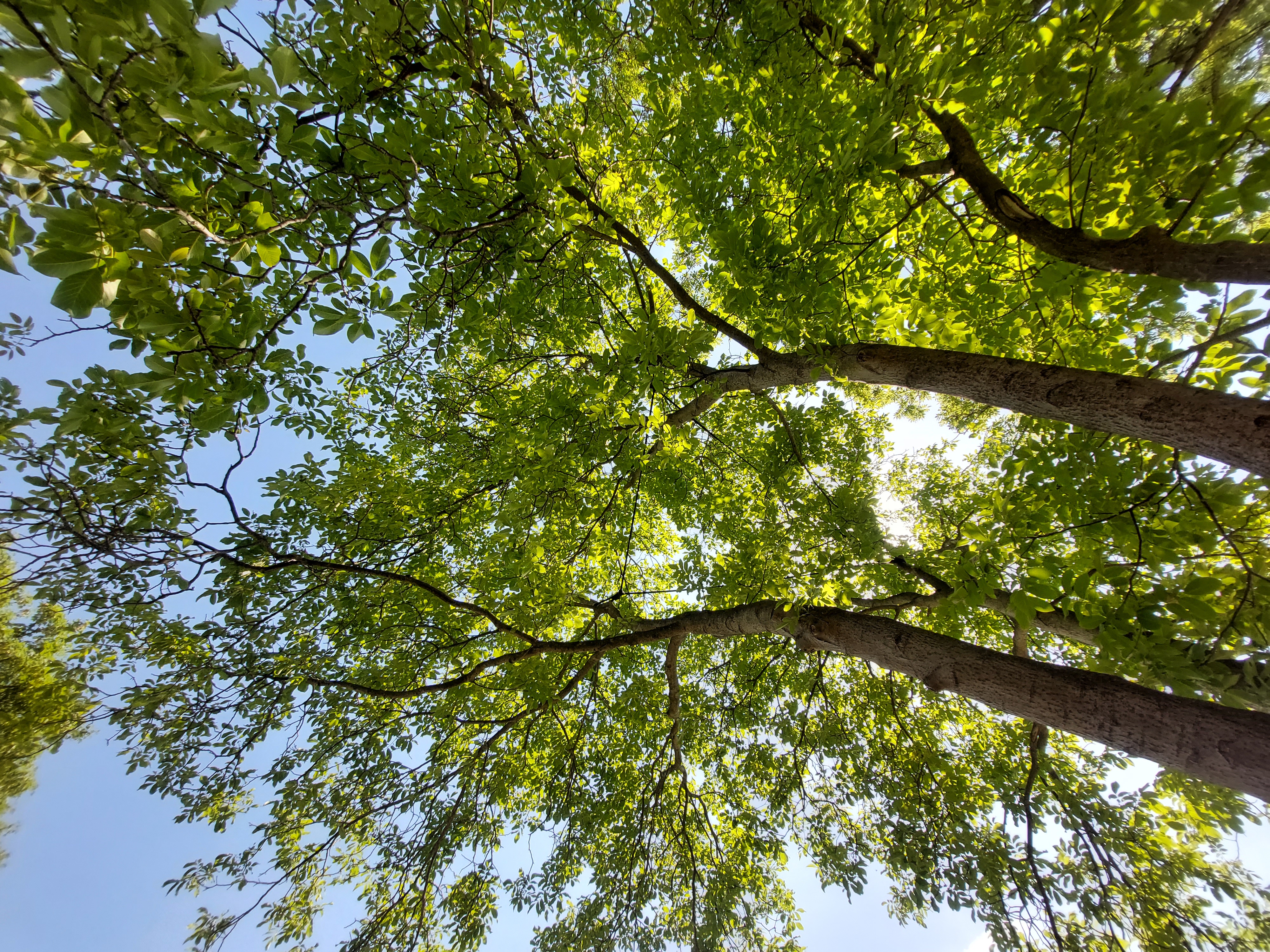 Bild zur Pressemitteilung Zahnärztliches Fremdmaterial hat das Potenzial, krank zu machen