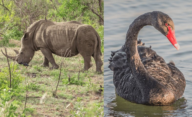 le concept économique du cygne noir et du rhinocéros gris ?