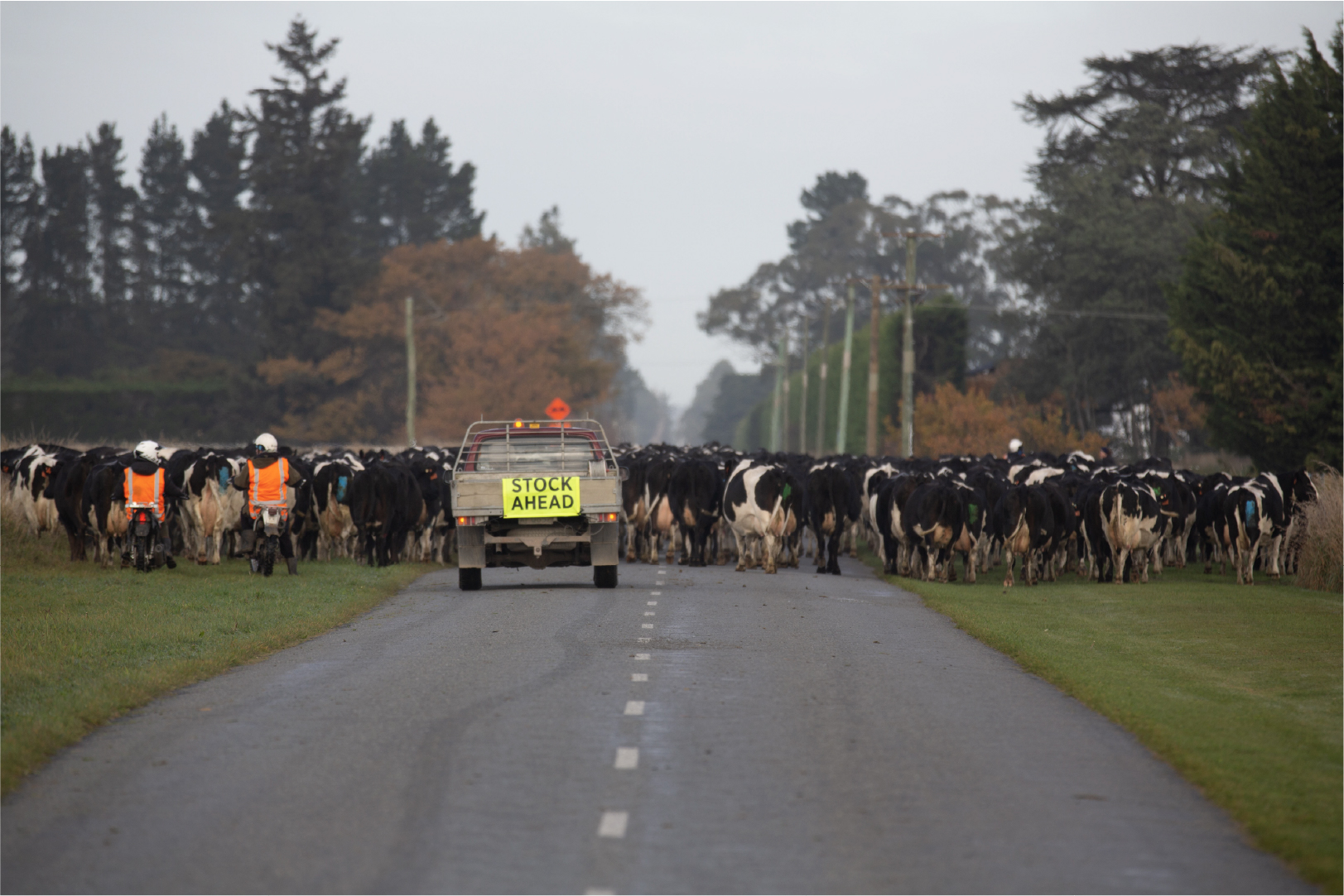 What is 'Moving Day'? A uniquely New Zealand farming tradition