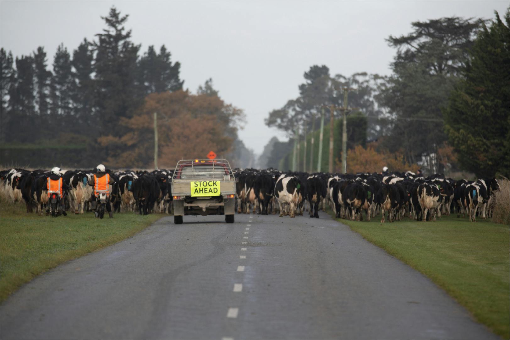 What is 'Moving Day'? A uniquely New Zealand farming tradition.