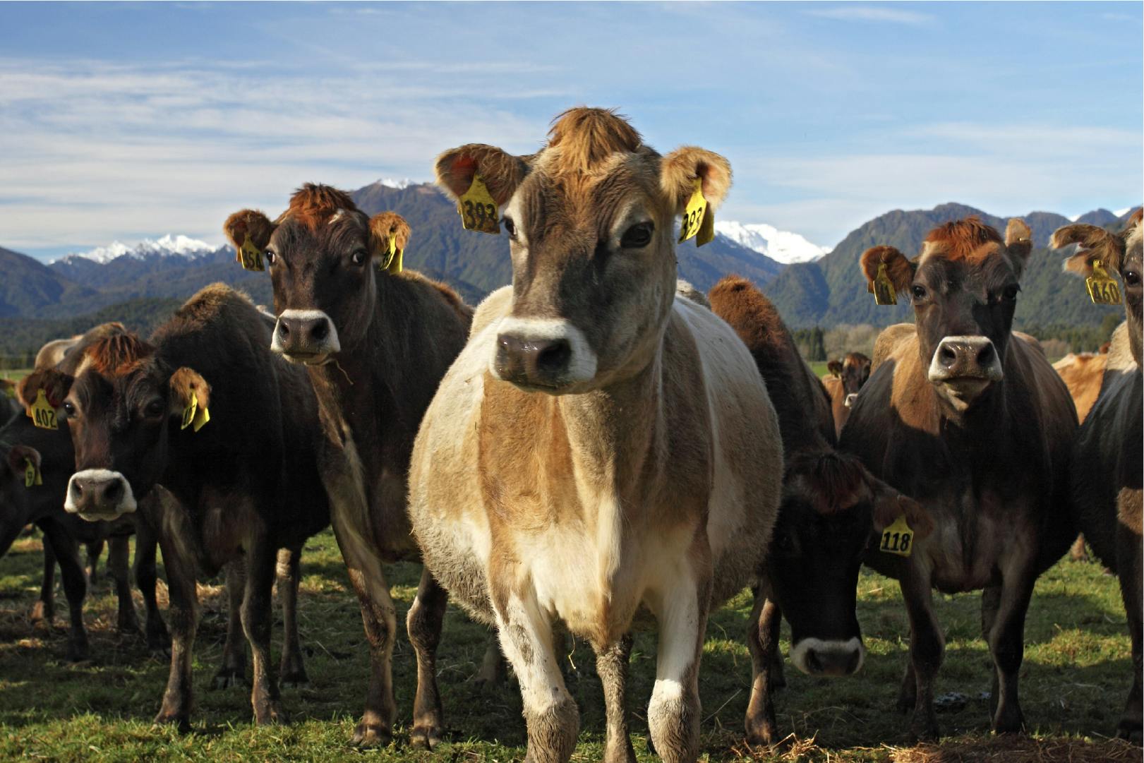 happy cows on sunny day