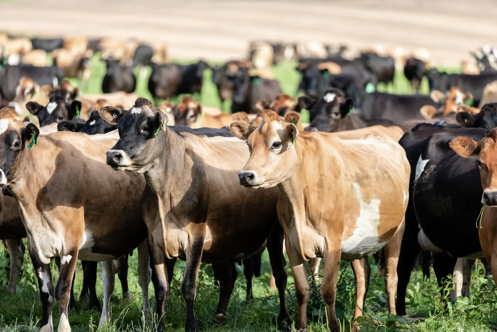 Strong milk production marks a very good dairy season