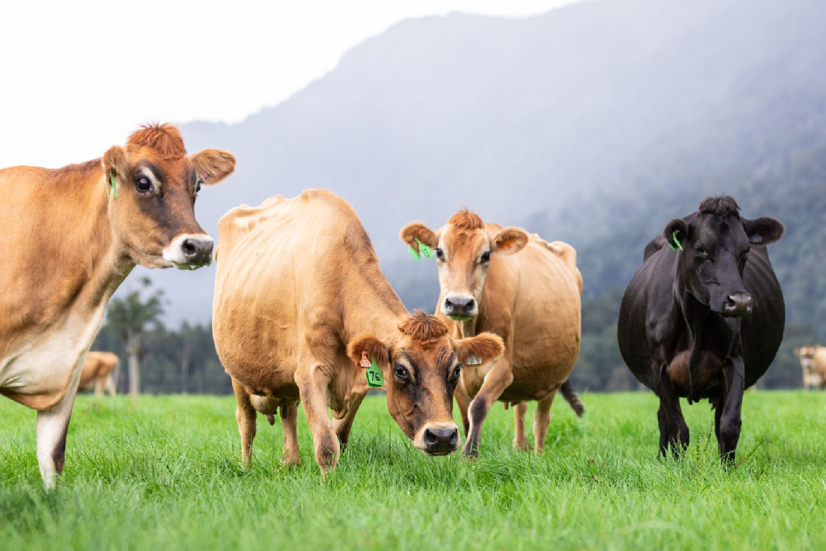 Westpro’s colostrum supply set for another record