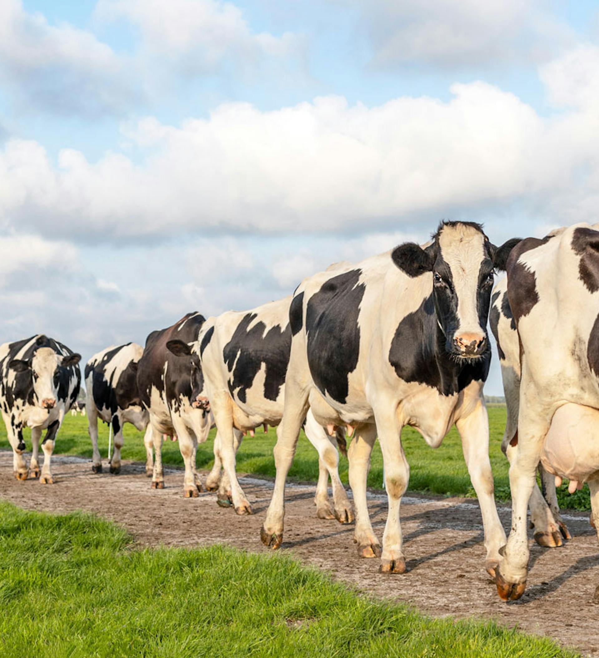 Soluciones para el Sector Pecuario