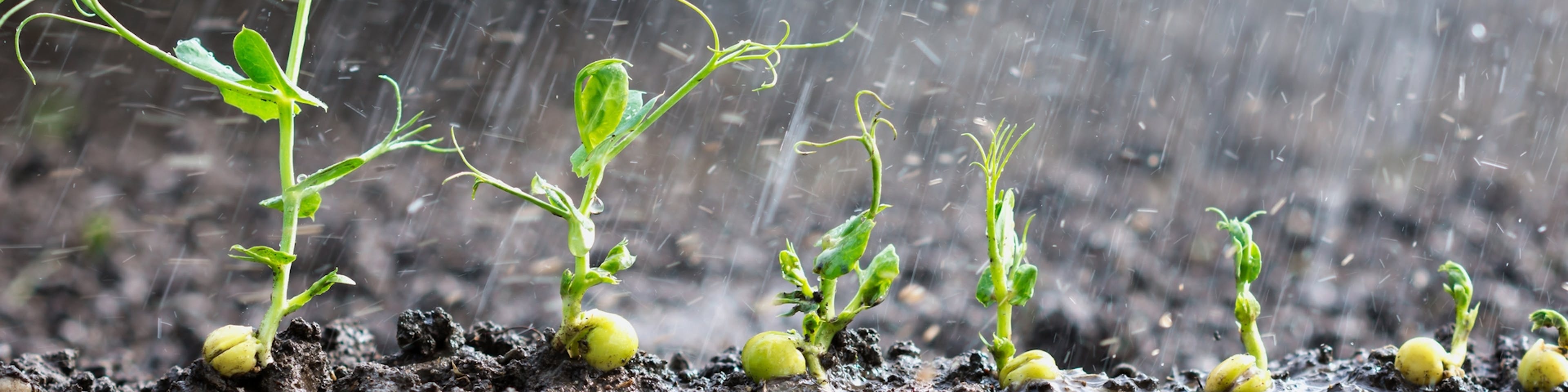 Impacto de la temporada invernal en el desarrollo del sector agrícola