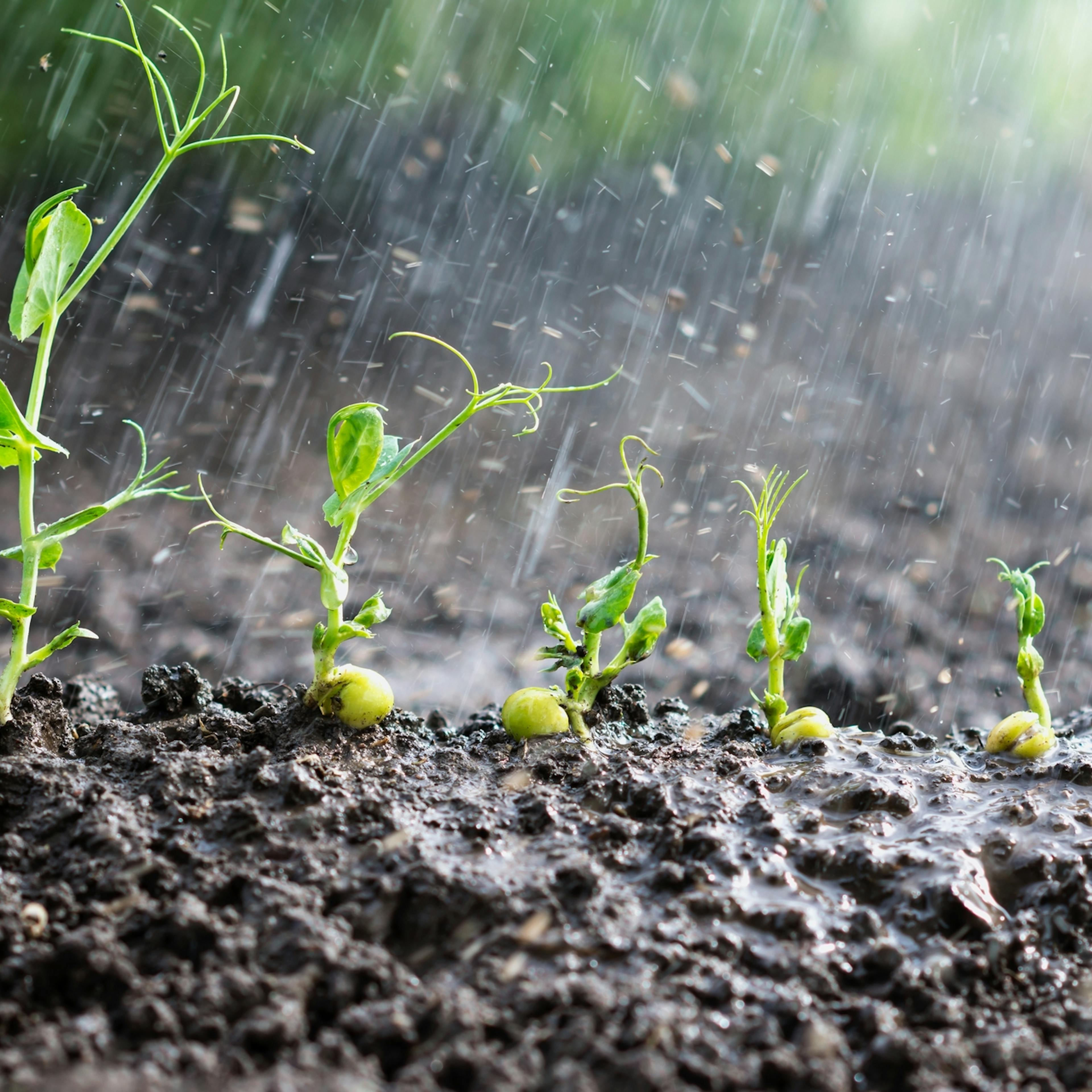 Impacto de la temporada invernal en el desarrollo del sector agrícola